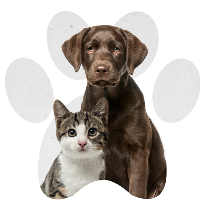 pets