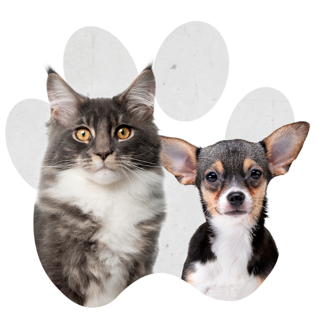 pets