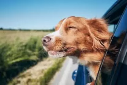 viajar en carro