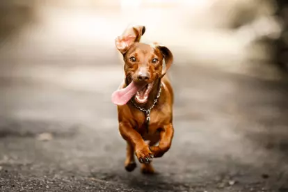 correr y jugar