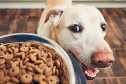 comer solo su alimento especial