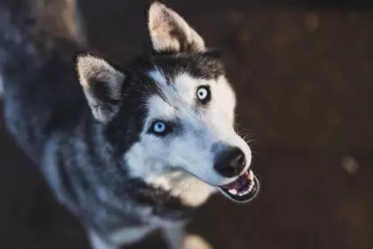ojos claros