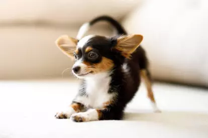 pequeño