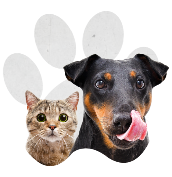 Perro y gato dentro de una huella de perro