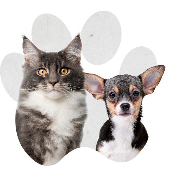 Perro gato dentro de huella
